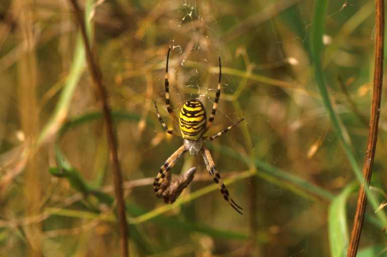 Argiope_bruennichi_P1489_Z_77_Les Gris_Frankrijk.jpg
